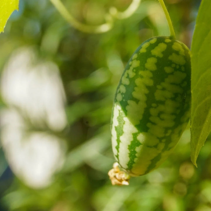 Cucamelon