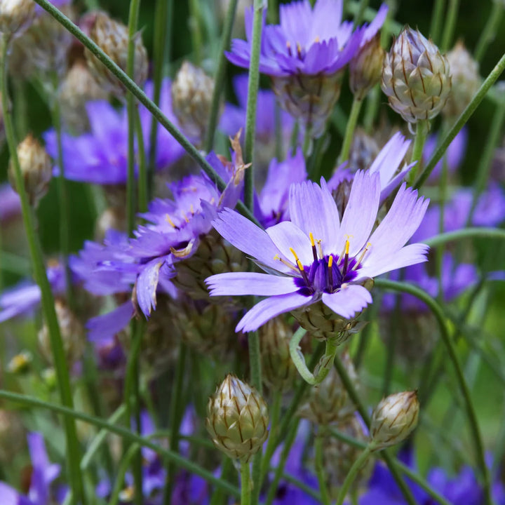 Cupids Dart Blue