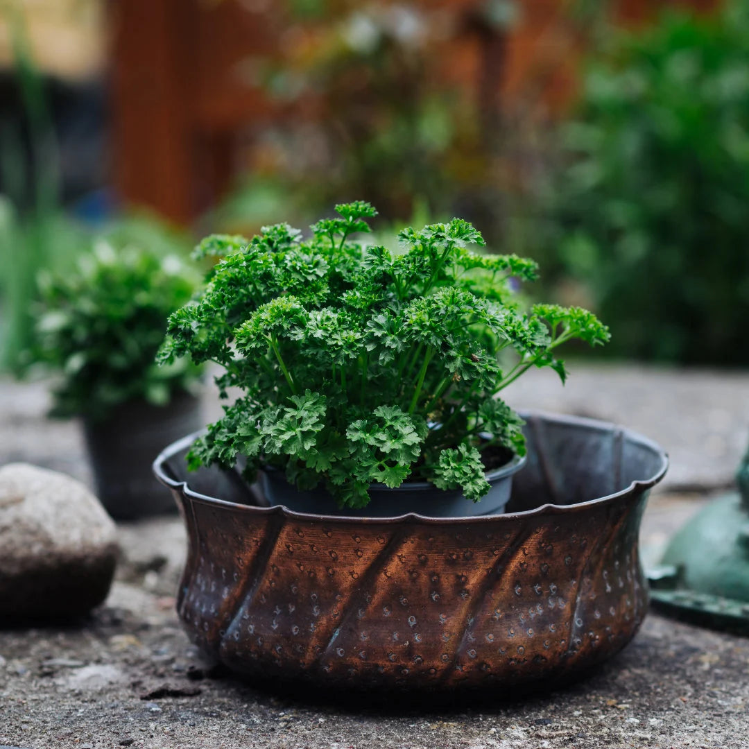 Curled Parsley