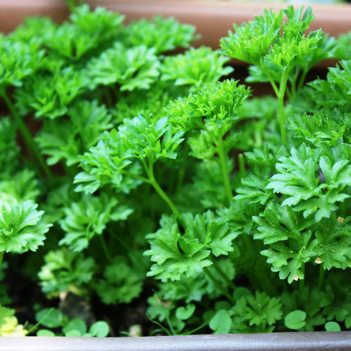 Curled Parsley