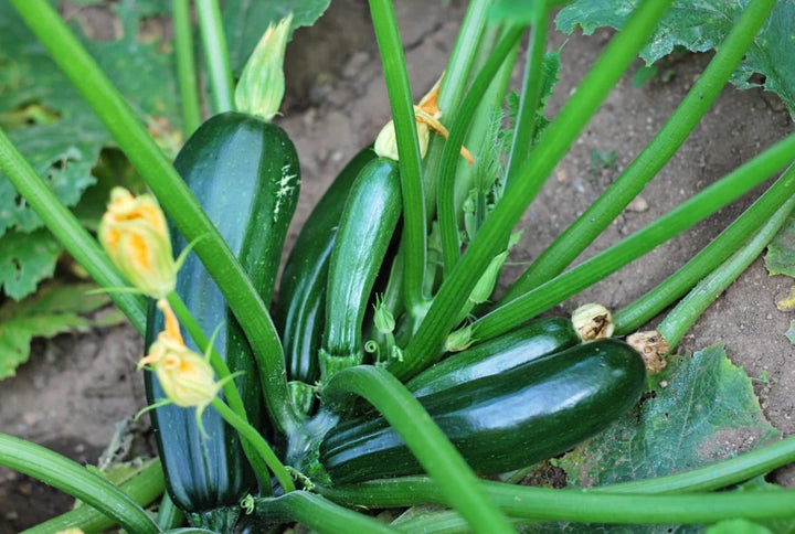 Dark Green Zucchini