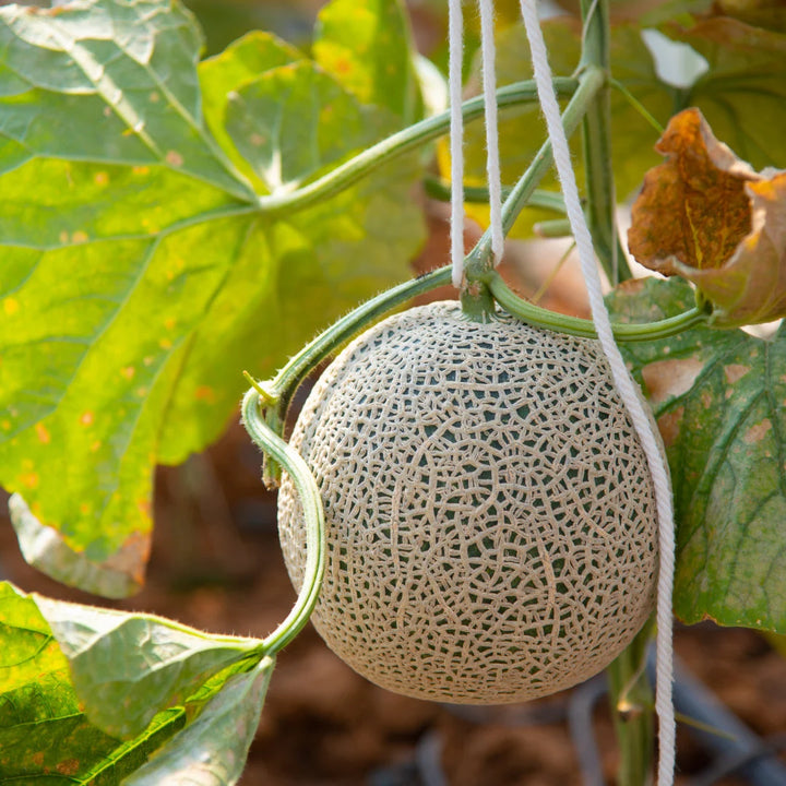 Delicious Cantaloupe