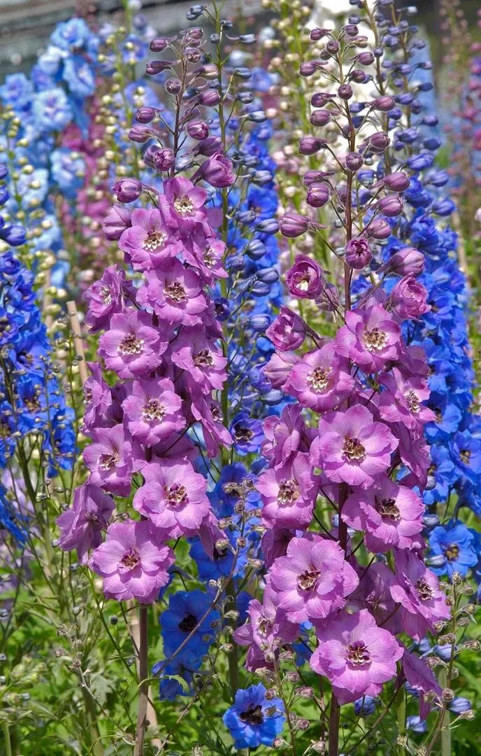 Pacific Giants Mixed Delphinium