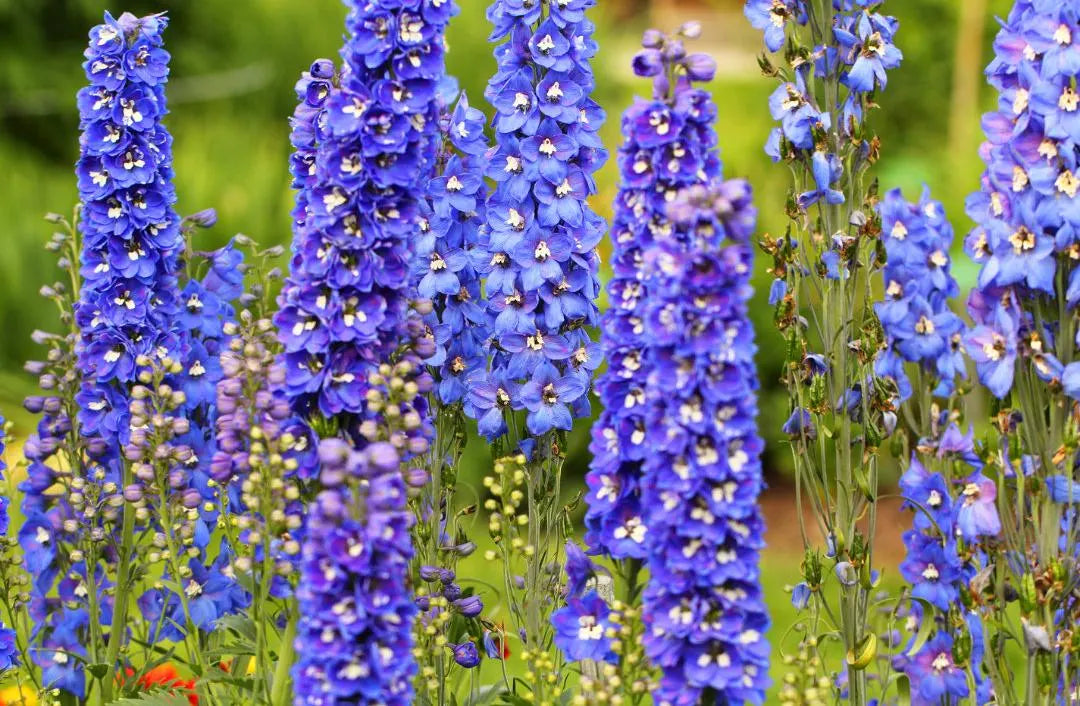 Pacific Giants Mixed Delphinium