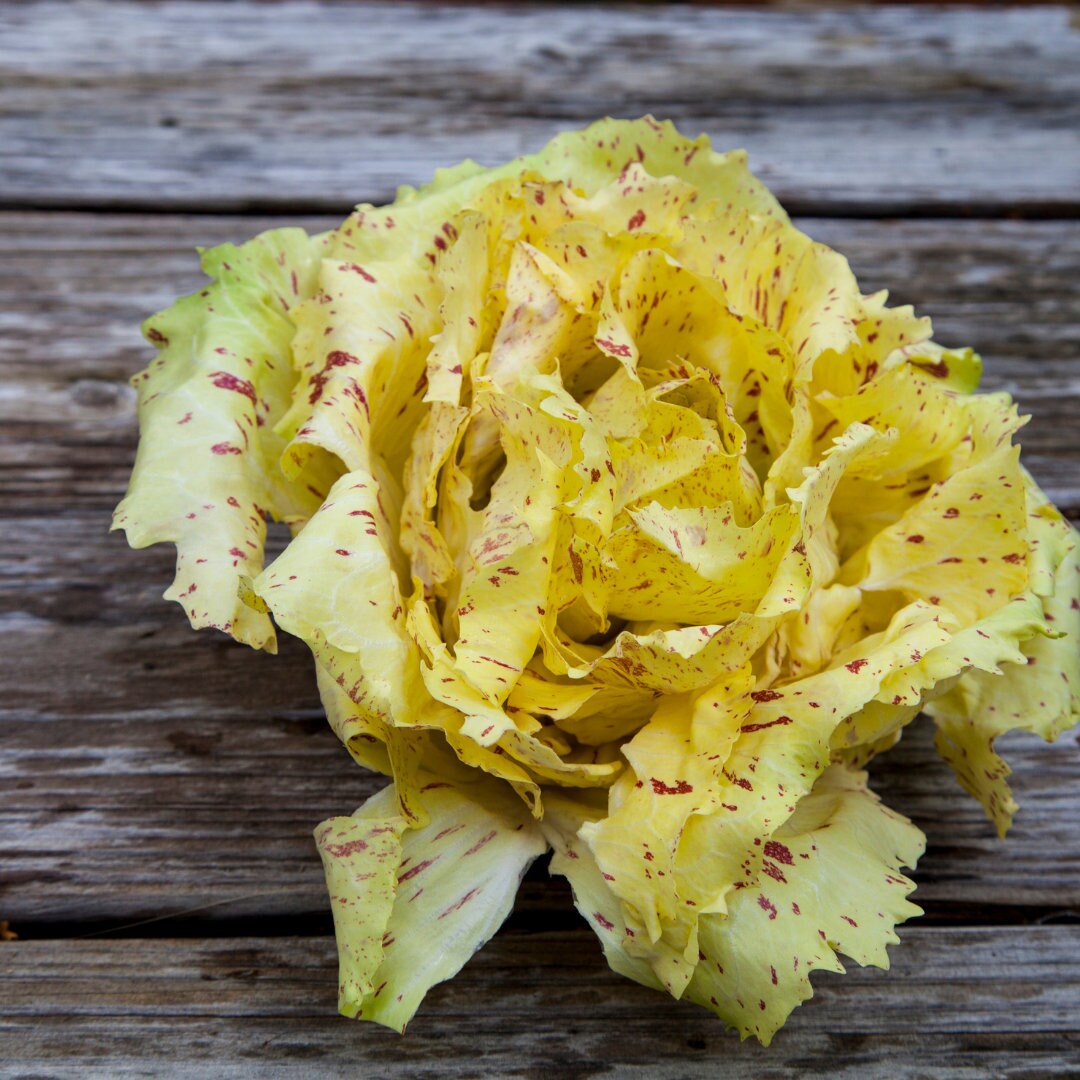 Radicchio di Lusia