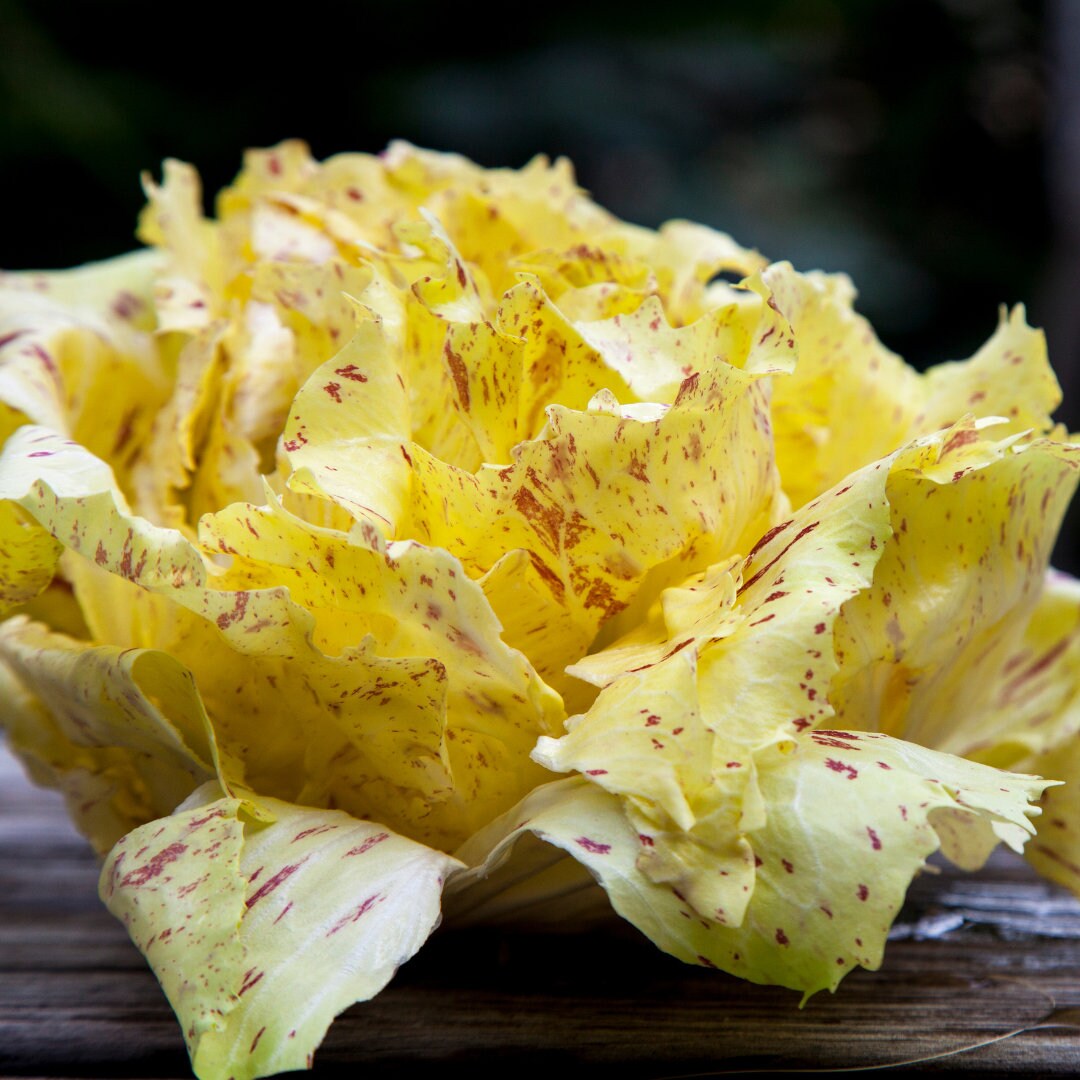 Radicchio di Lusia