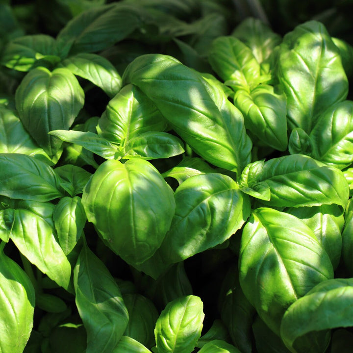 Dolce Fresca Basil