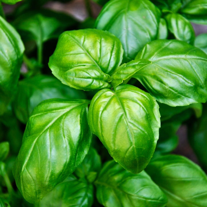 Dolce Fresca Basil