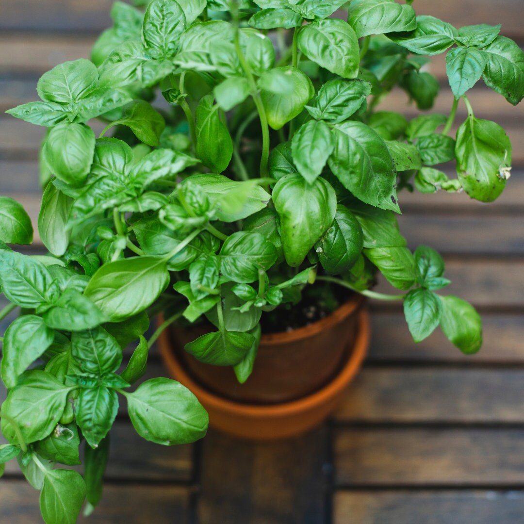 Dolce Fresca Basil