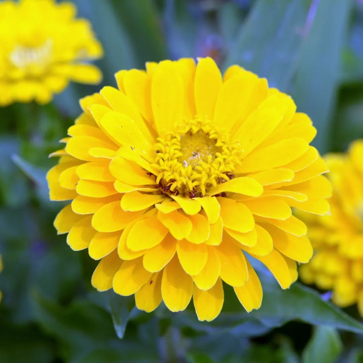 Zahara Double Yellow Zinnia