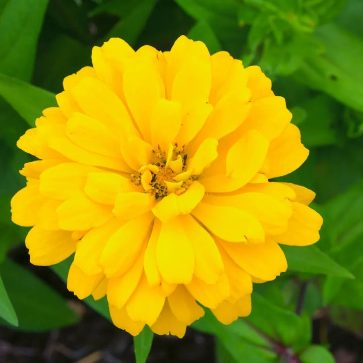 Zahara Double Yellow Zinnia