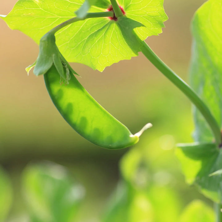 Dwarf Grey Sugar Pea