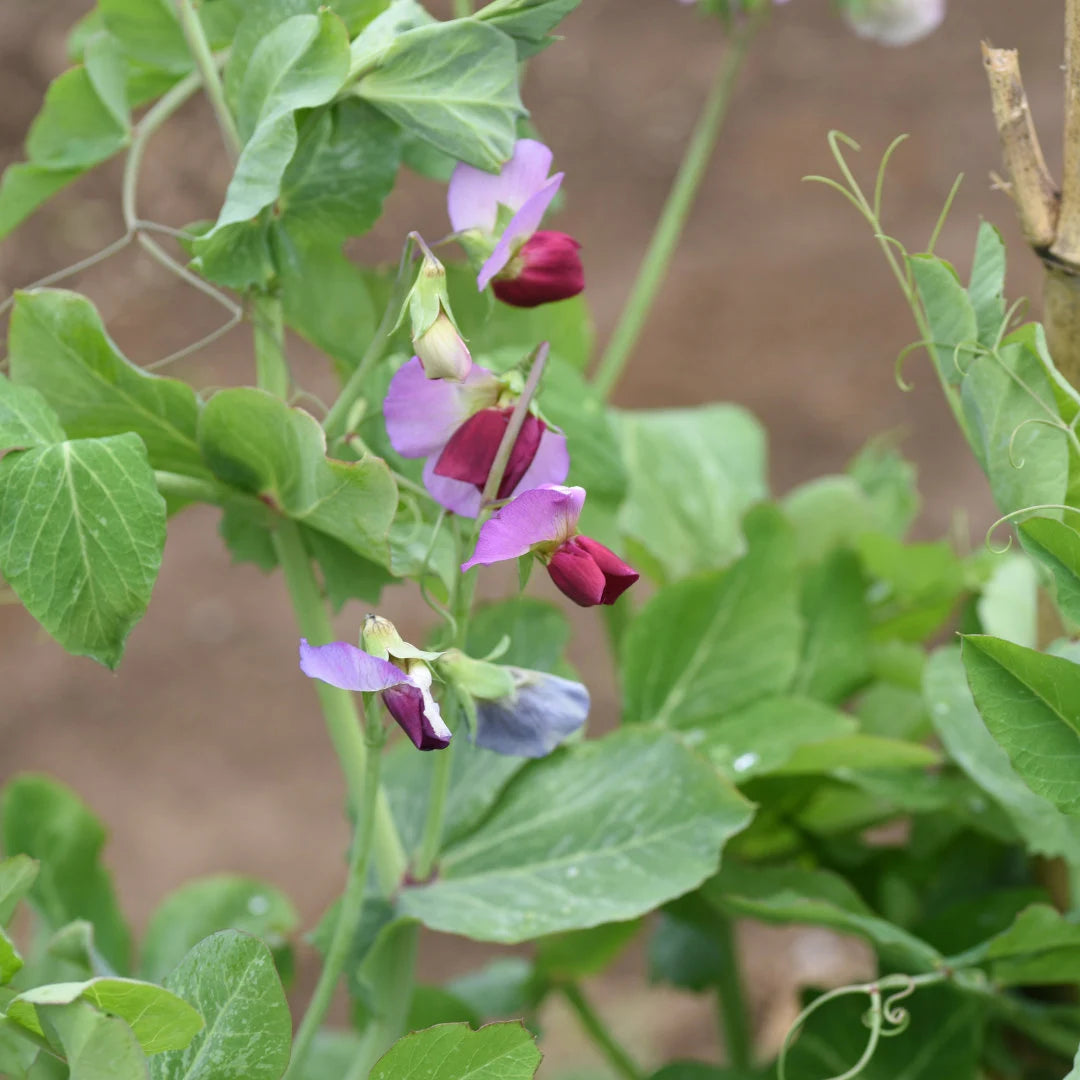 Dwarf Grey Sugar Pea