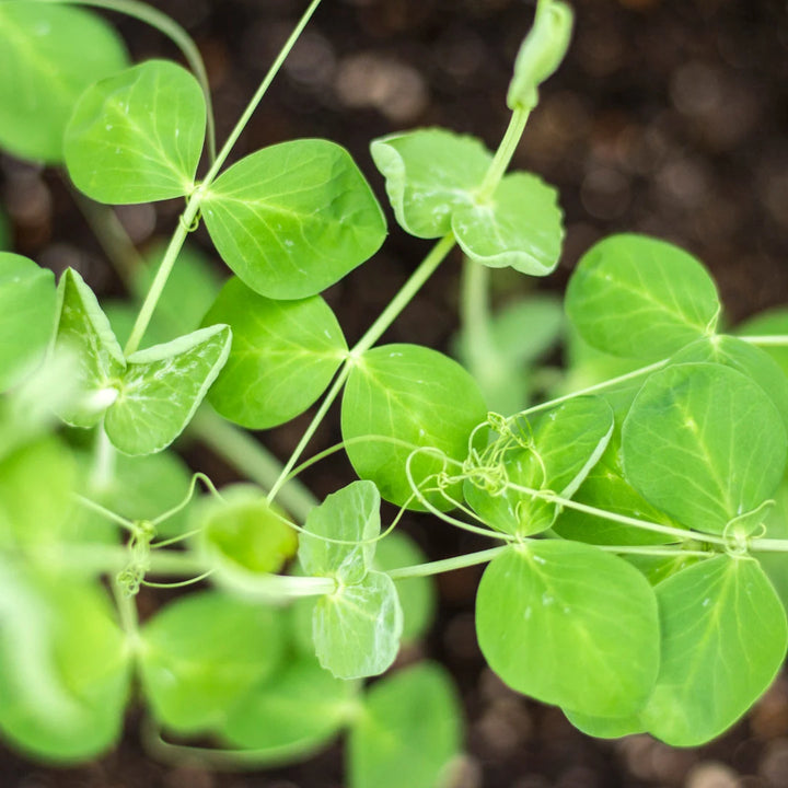 Dwarf Grey Sugar Pea