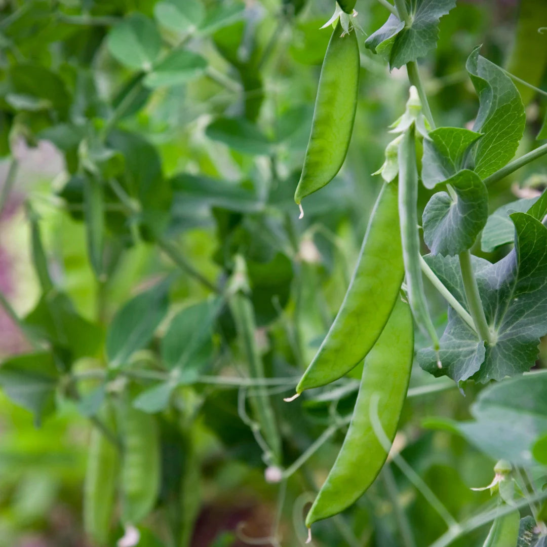 Dwarf Grey Sugar Pea