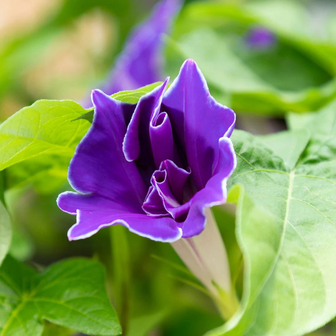 Dwarf Picotee Morning Glory Mix