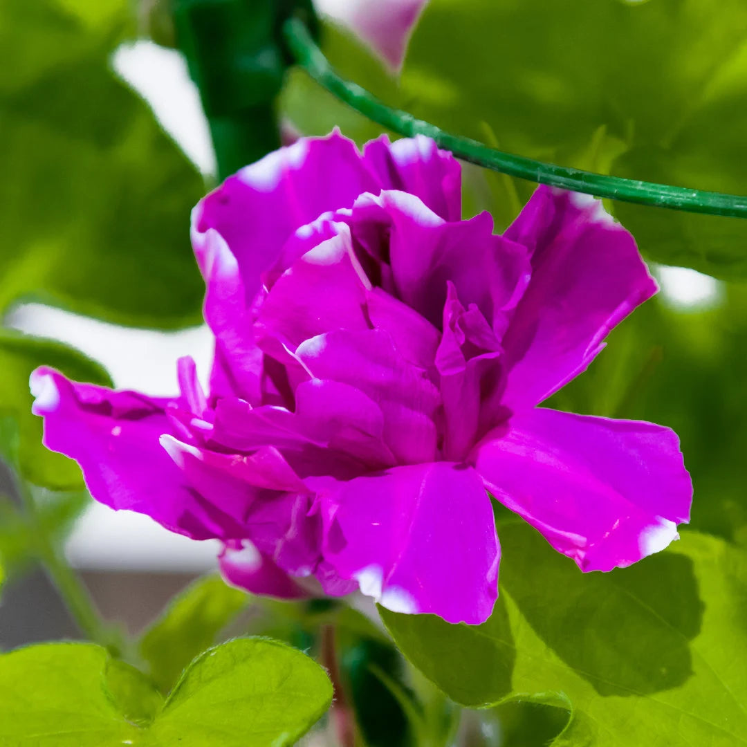 Dwarf Picotee Morning Glory Mix