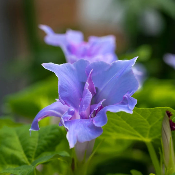 Dwarf Picotee Morning Glory Mix