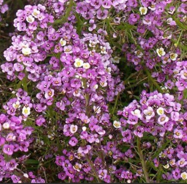 Dwarf Purple Alyssum