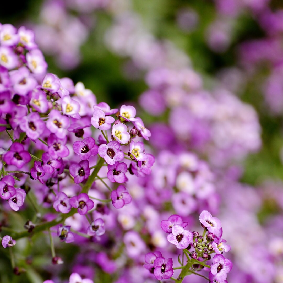 Dwarf Purple Alyssum