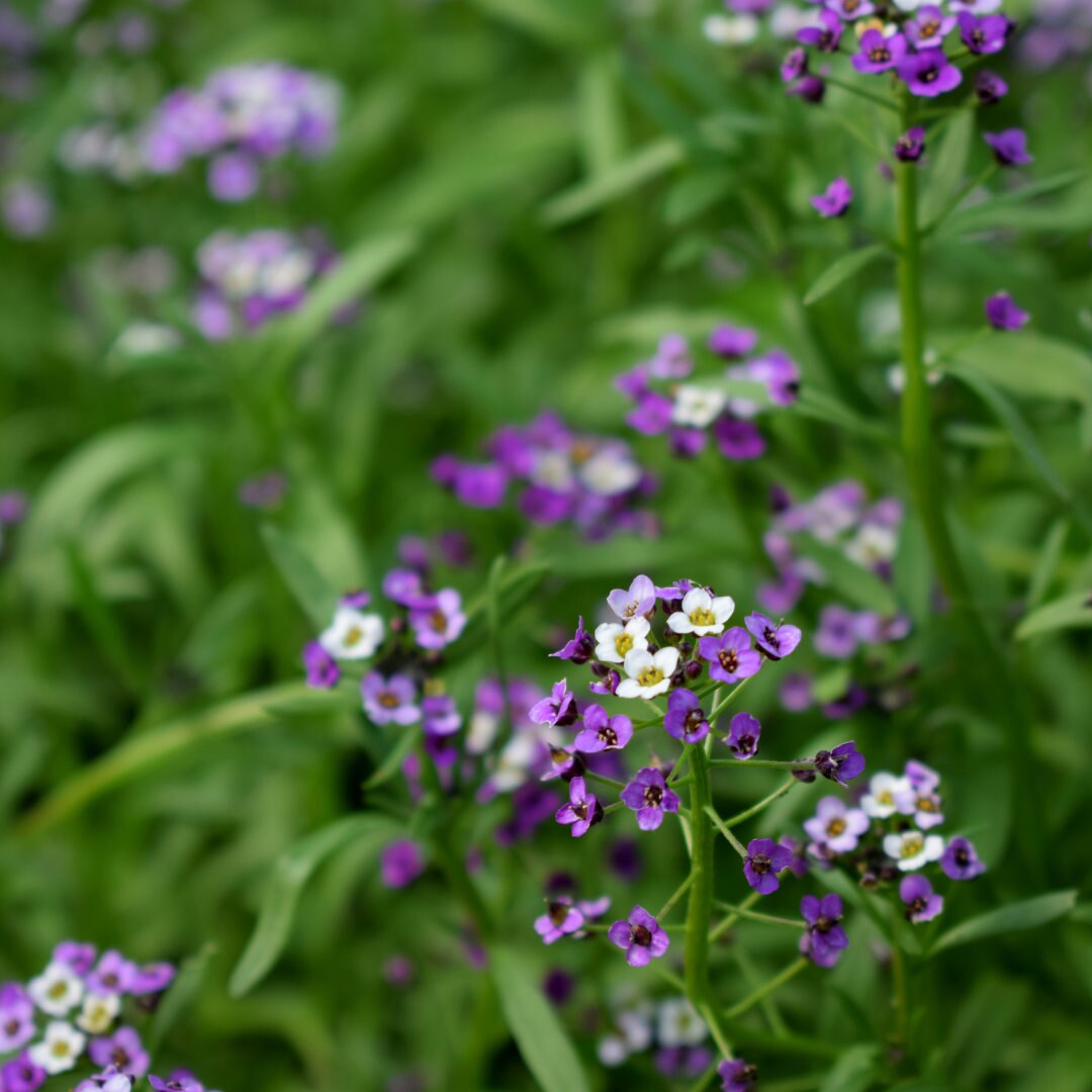 Dwarf Purple Alyssum