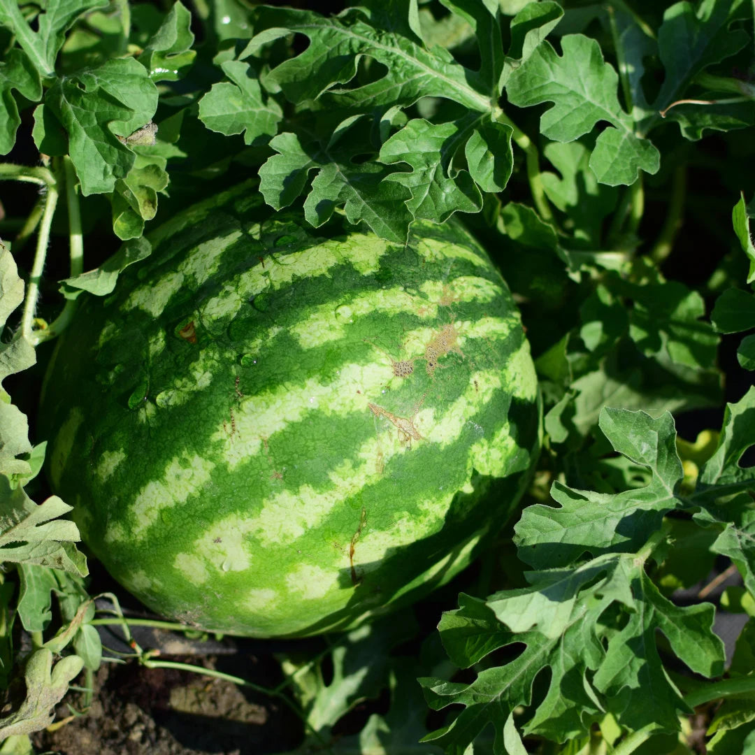 Early Canada Improved Watermelon