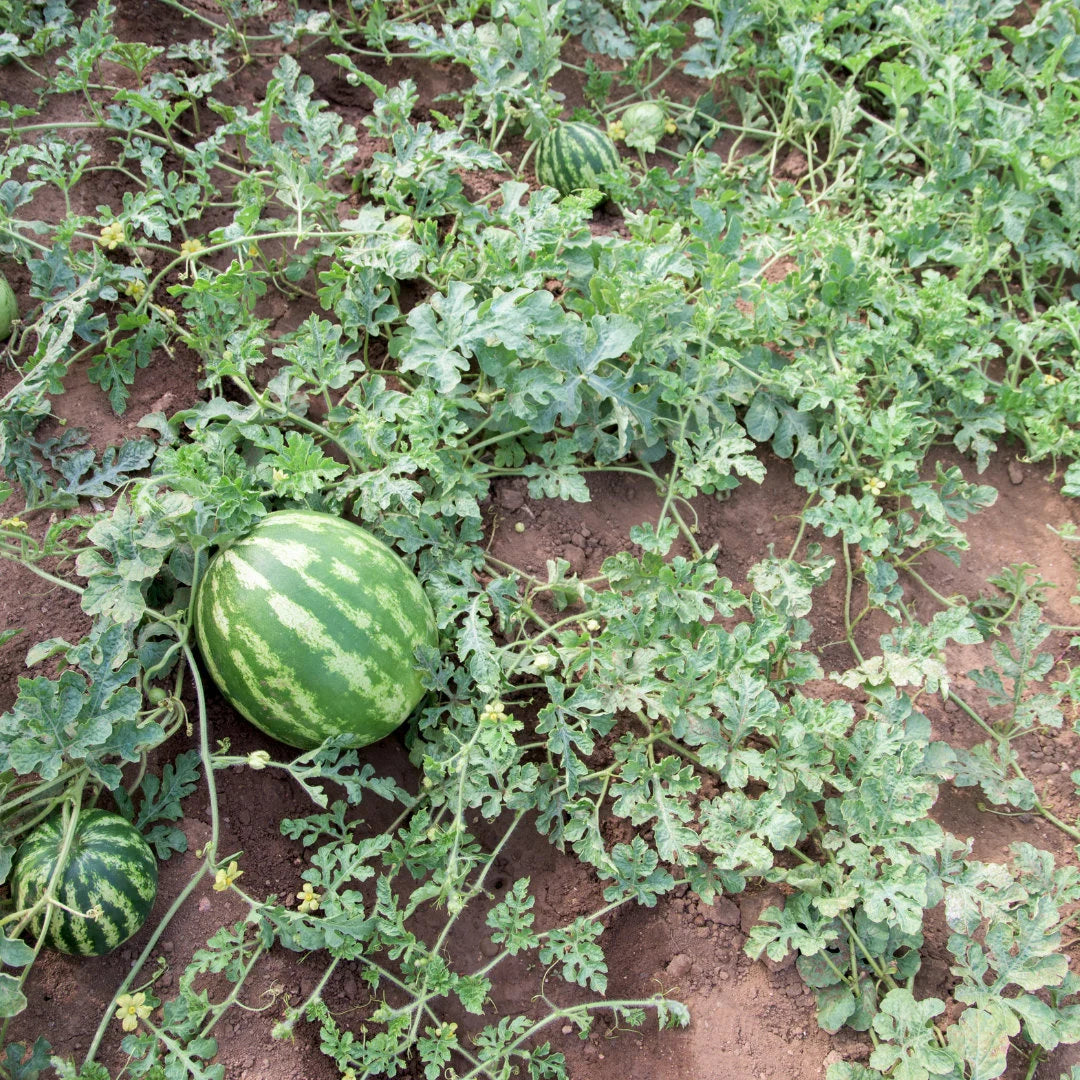 Early Canada Improved Watermelon