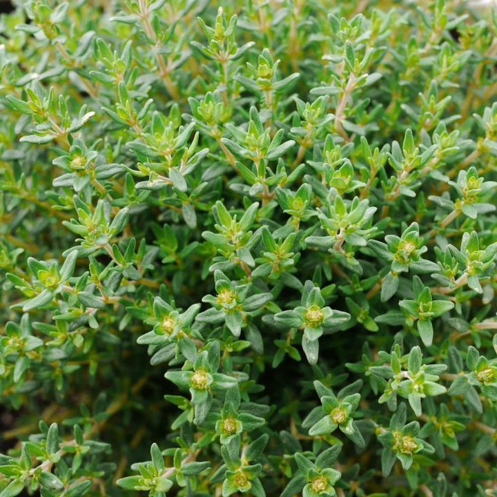 English Thyme