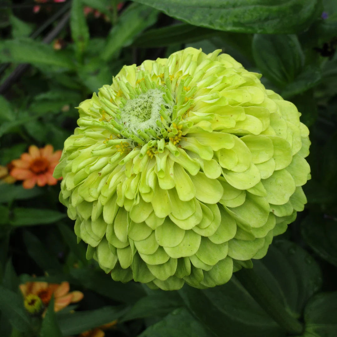 Envy Zinnia