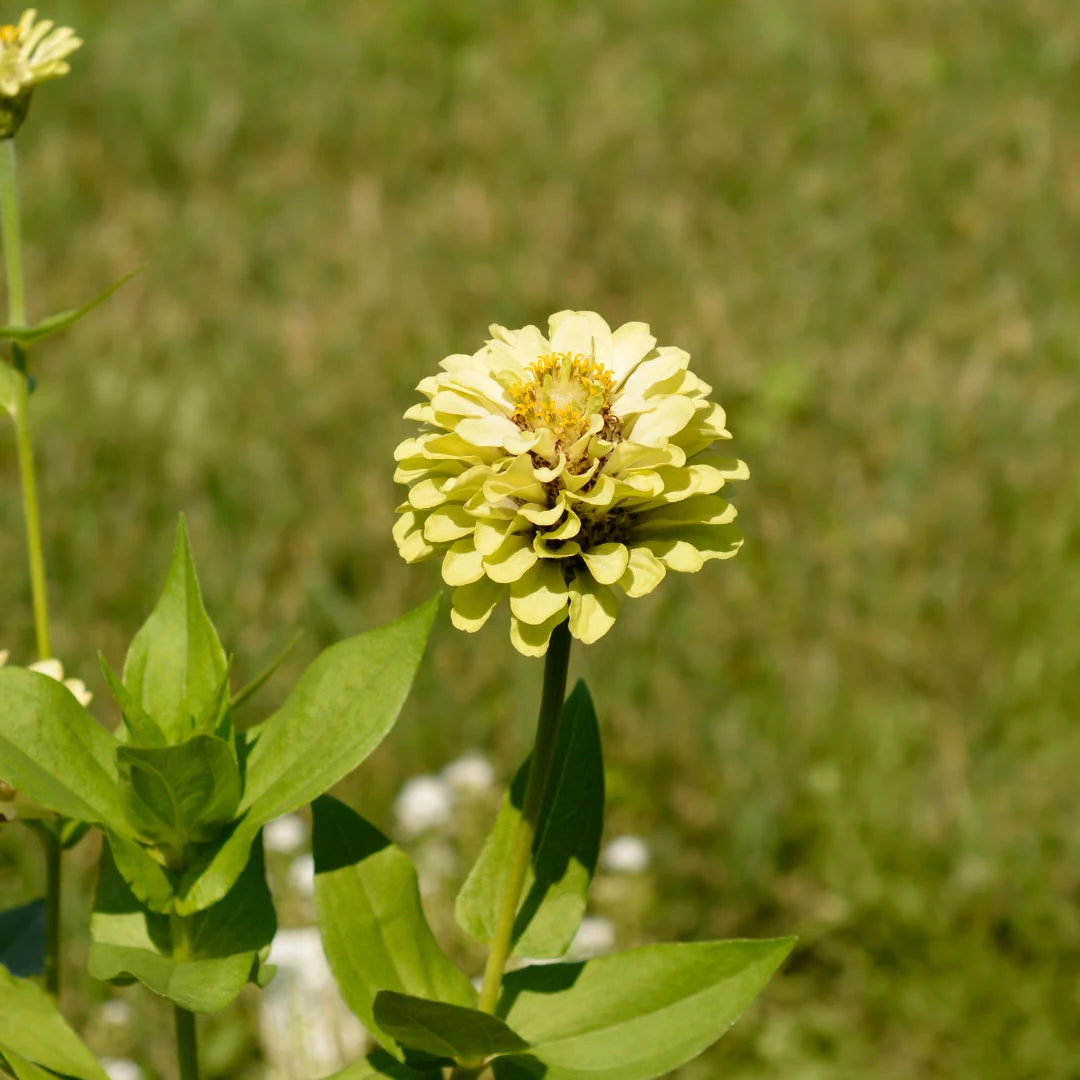 Envy Zinnia