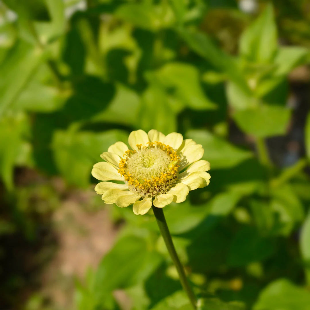 Envy Zinnia