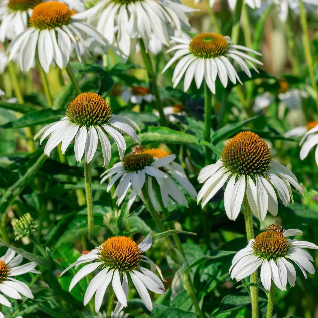 Feeling Blanche Echinacea