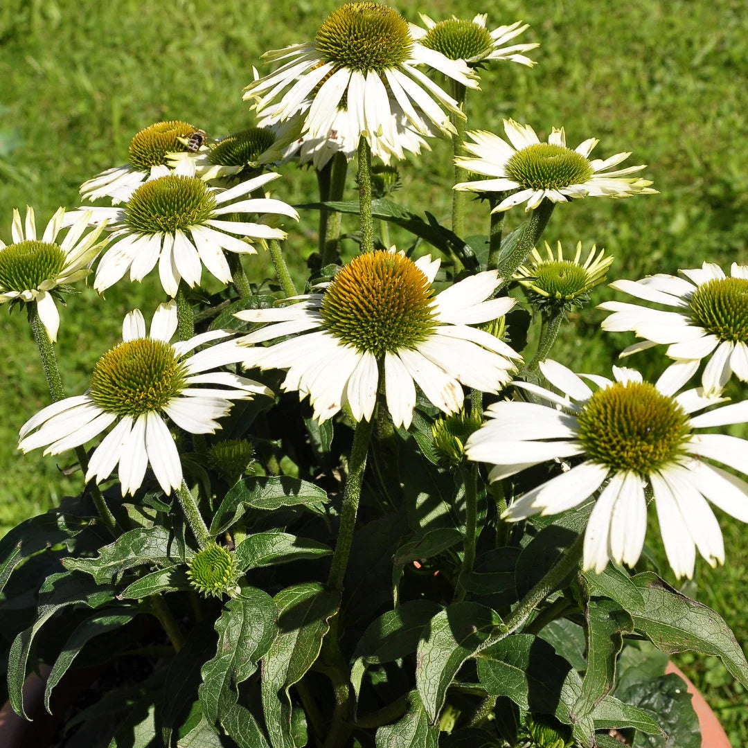 Feeling Blanche Echinacea