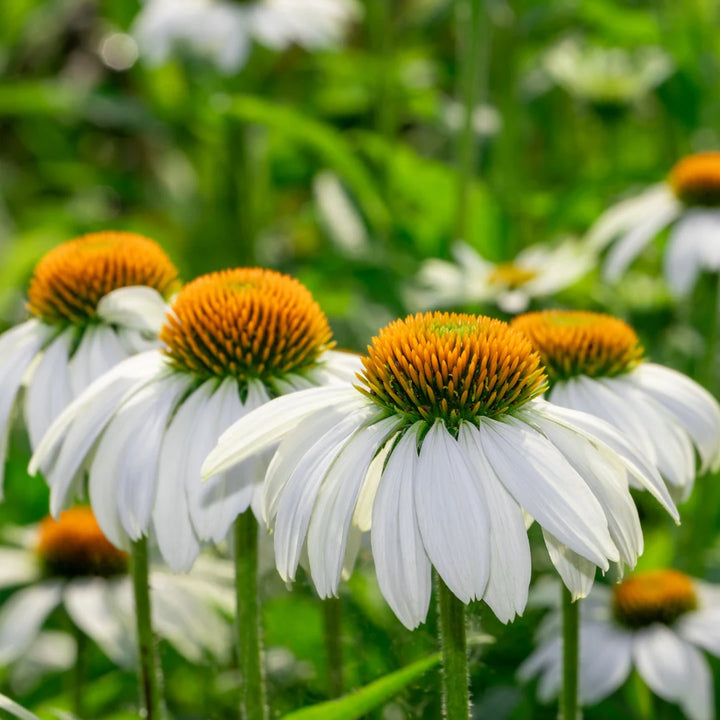 Feeling Blanche Echinacea