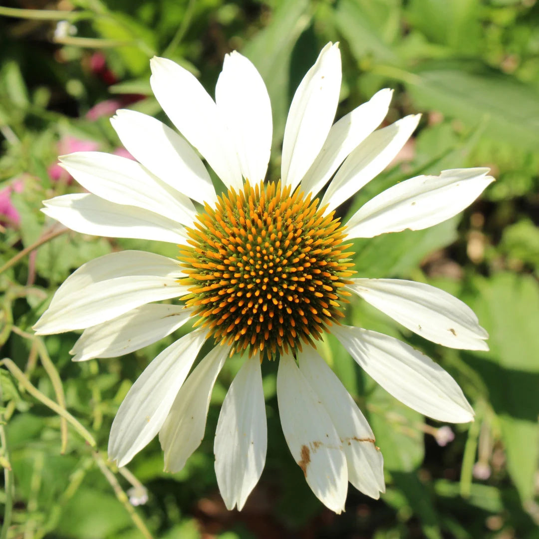 Feeling Blanche Echinacea