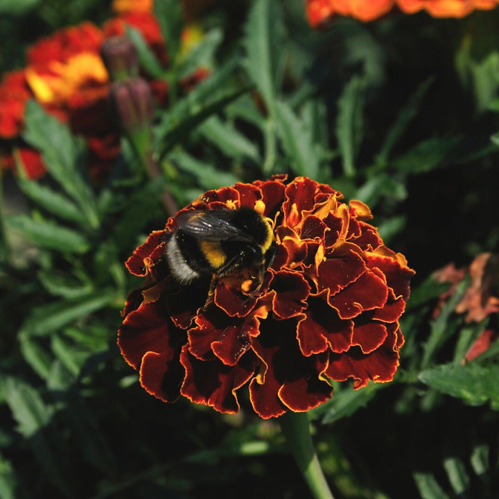 Fireball French Marigold Mix