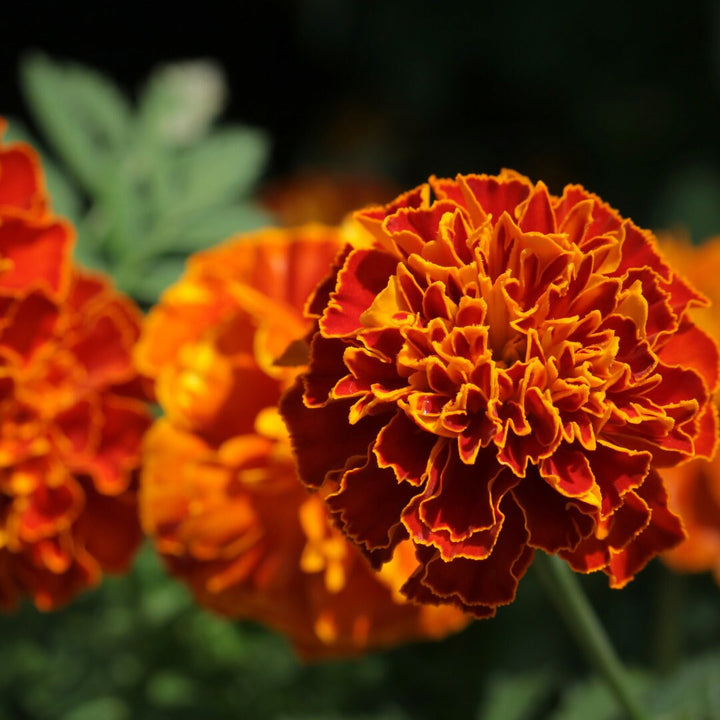 Fireball French Marigold Mix