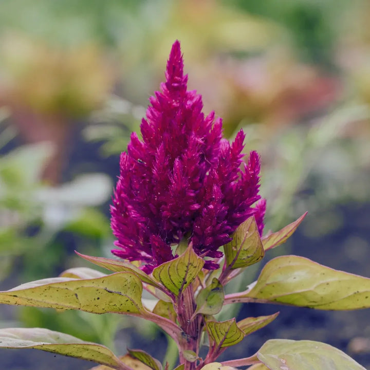 First Flame™ Purple Celosia