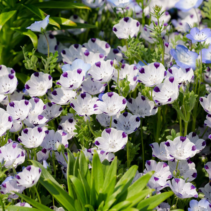 Five Spot Nemophila