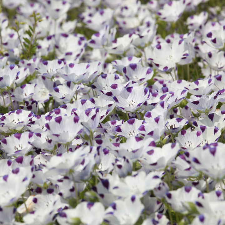 Five Spot Nemophila