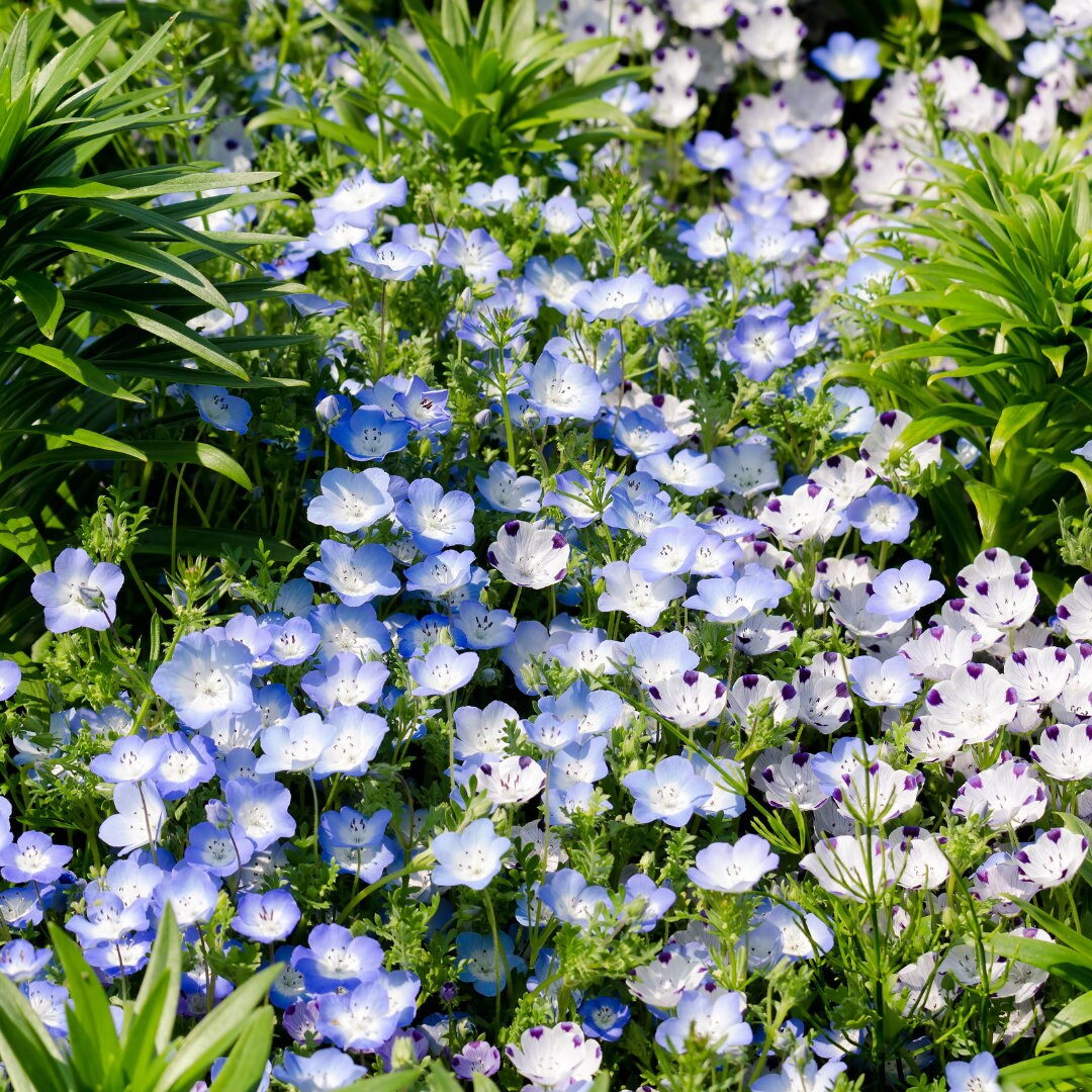 Five Spot Nemophila