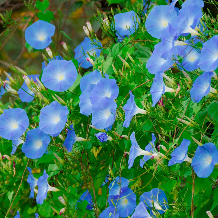 Flying Saucer Morning Glory