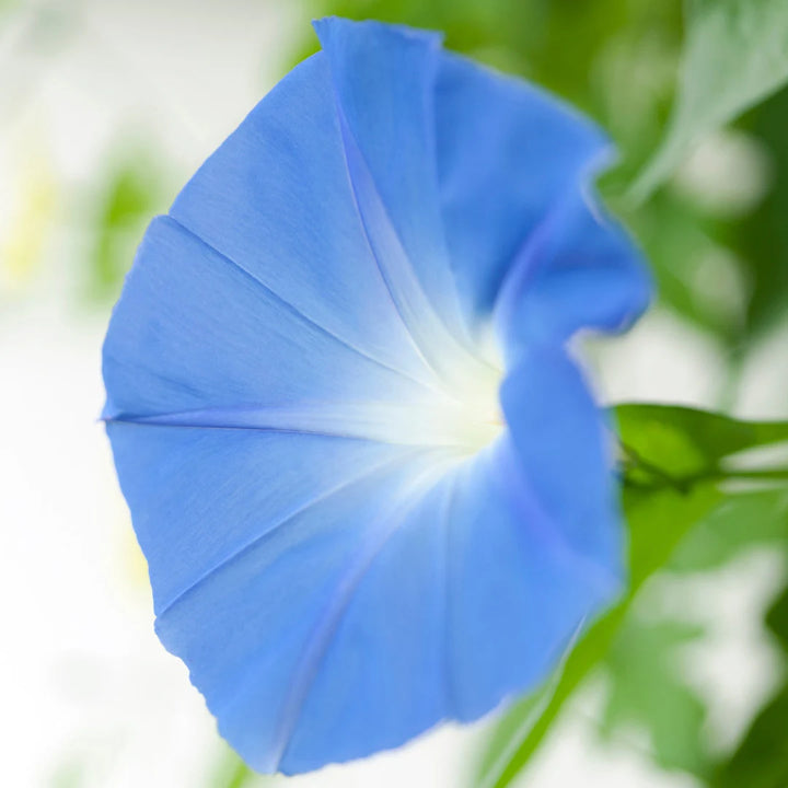 Flying Saucer Morning Glory