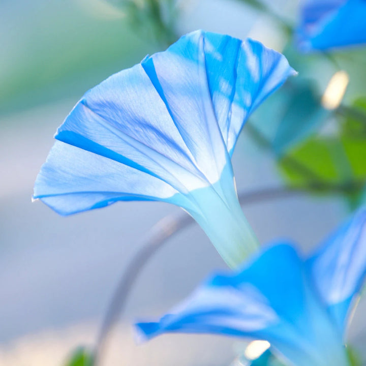 Flying Saucer Morning Glory