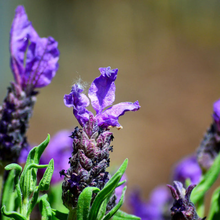 French Lavender