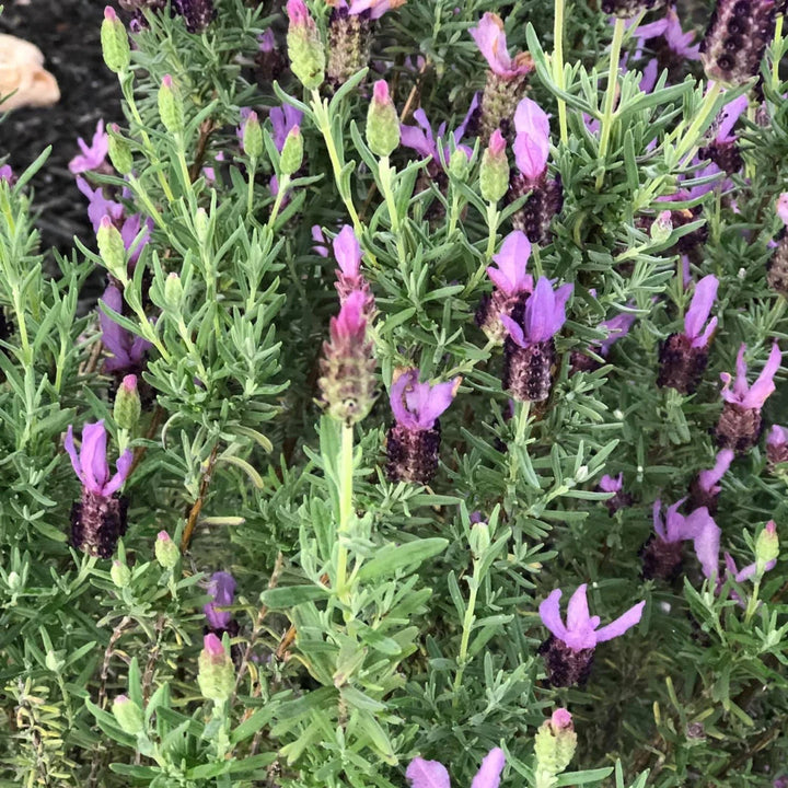 French Lavender