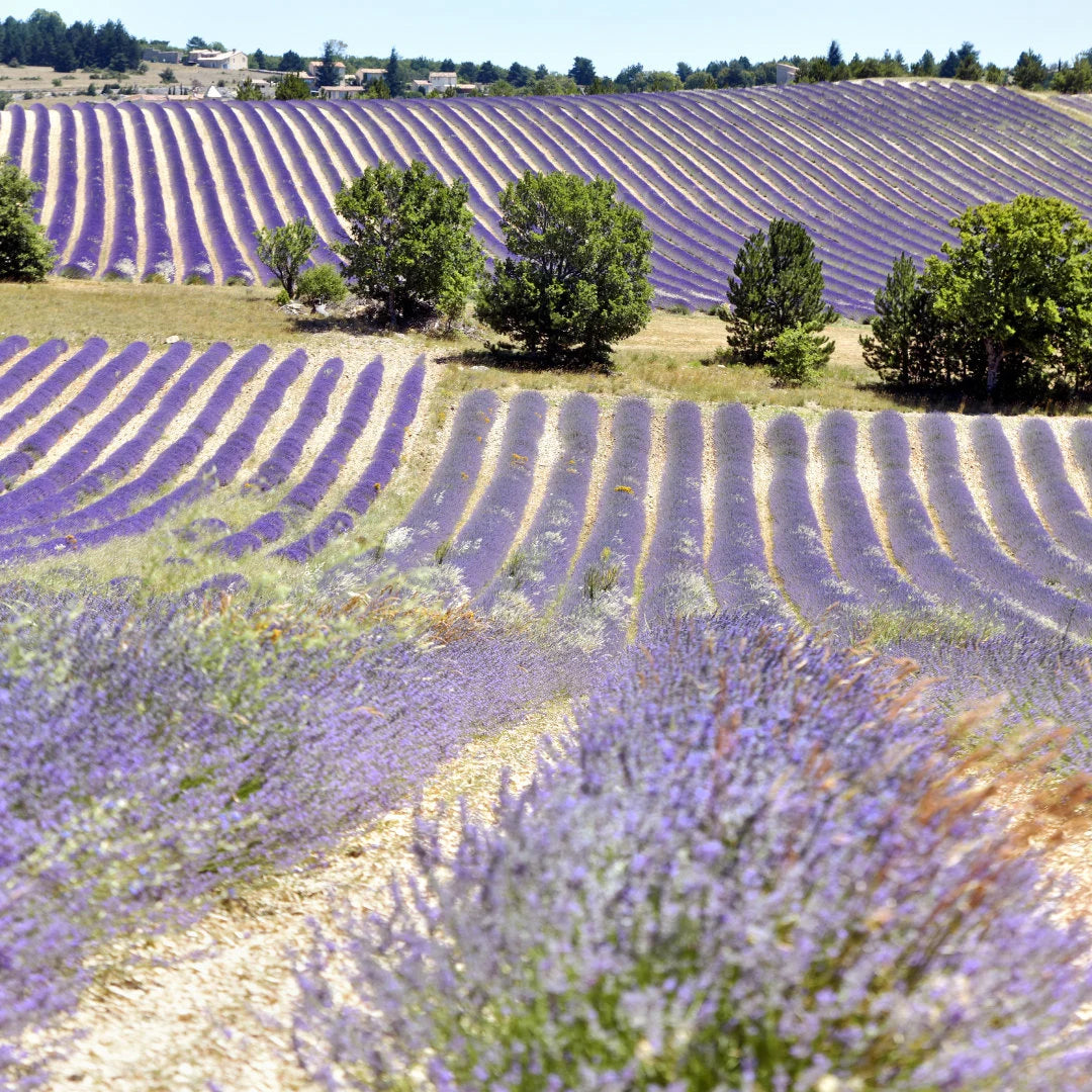 French Lavender