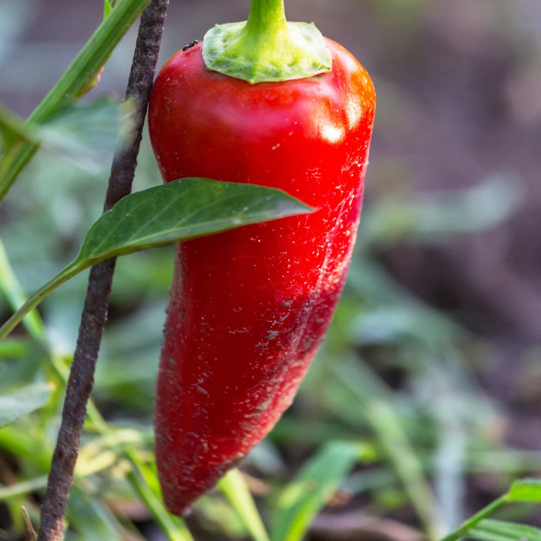 Fresno Chili Pepper