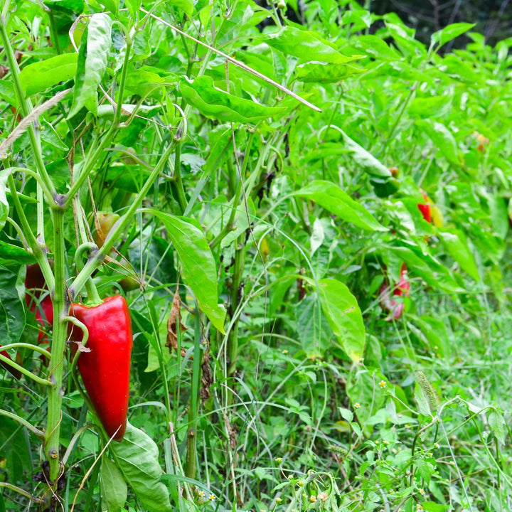 Fresno Chili Pepper