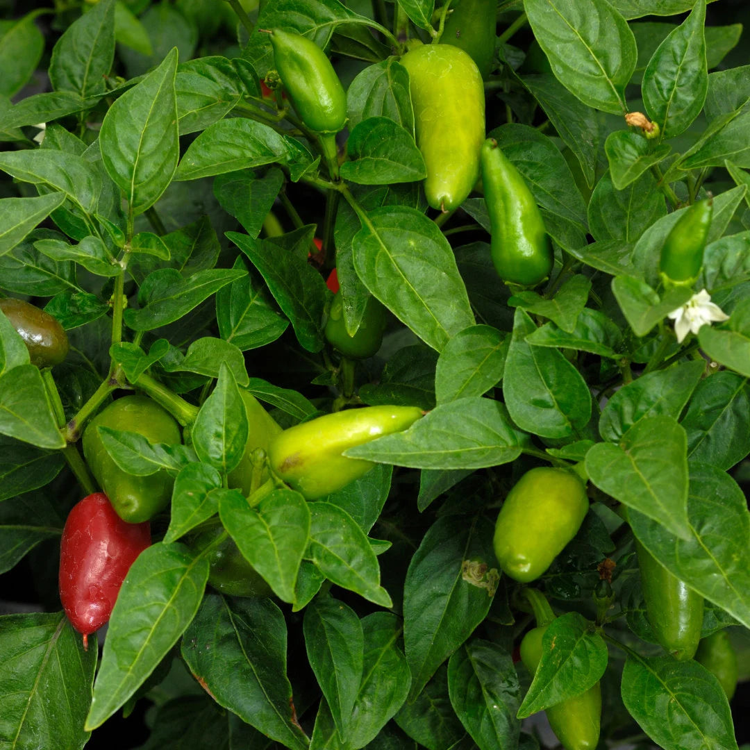 Fresno Chili Pepper